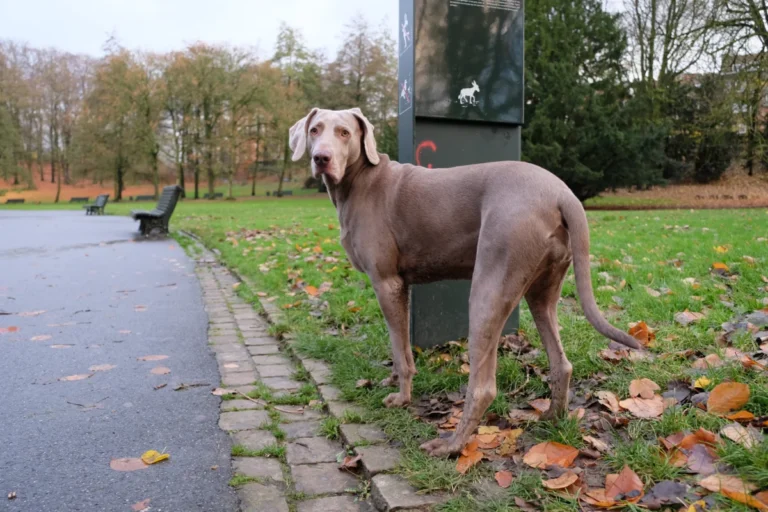 Braque de Weimar – race de chien