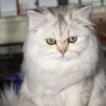 British Longhair – race de chat