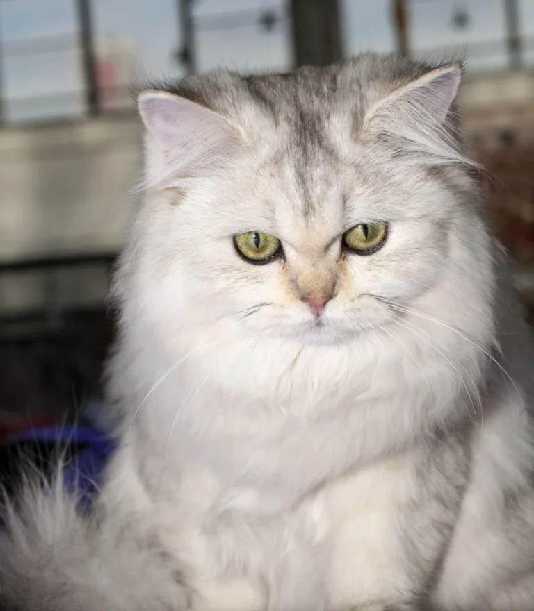 British Longhair – race de chat