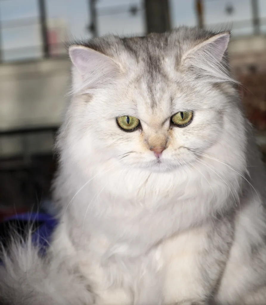 British Longhair – race de chat