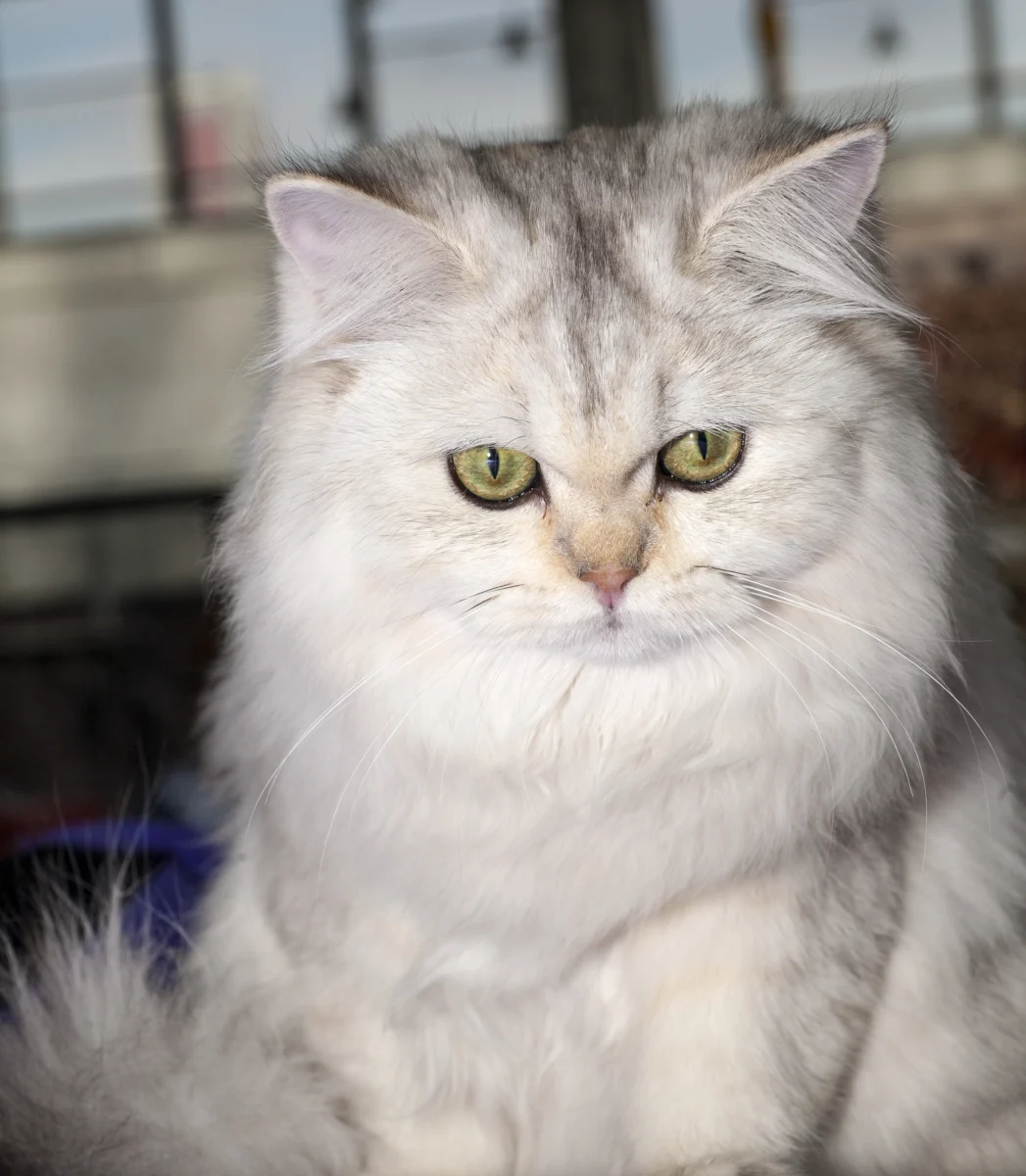 British Longhair – race de chat