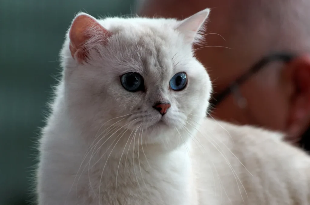 British Shorthair – race de chat