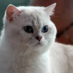 British Shorthair – race de chat