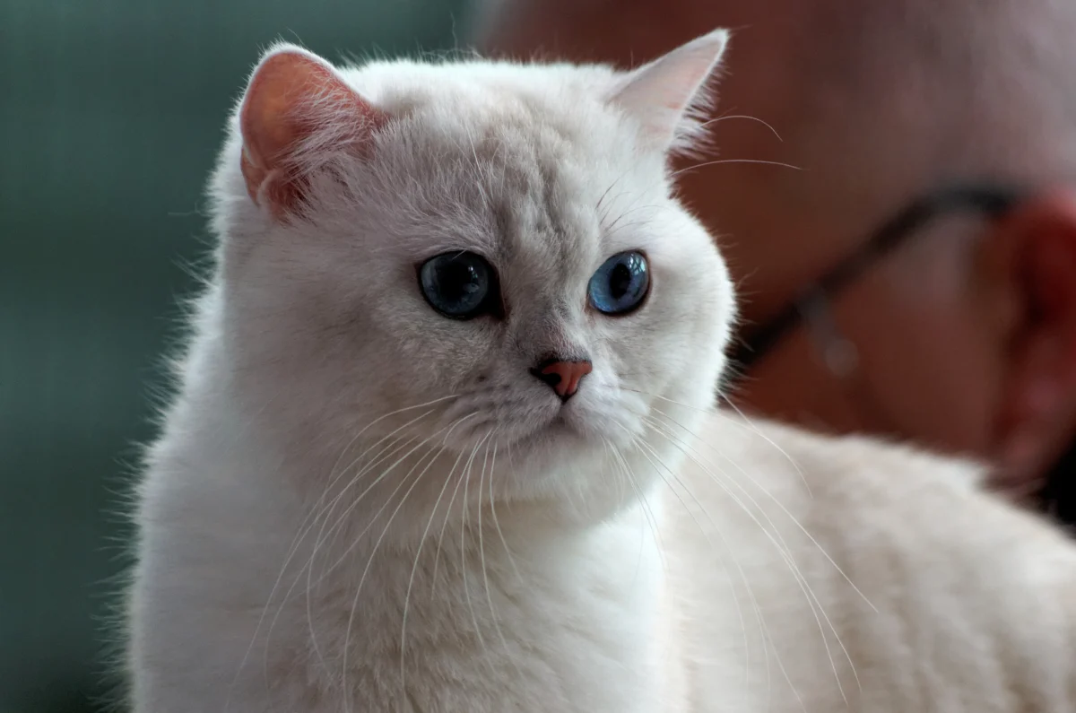 British Shorthair – race de chat