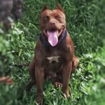 Bull Terrier – race de chien