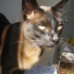 Burmese – race de chat