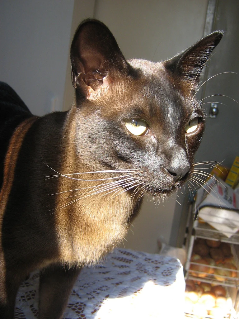 Burmese – race de chat