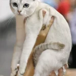 Burmilla – race de chat