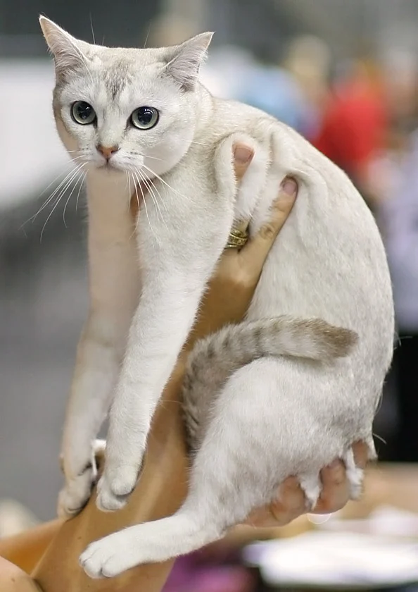 Burmilla – race de chat