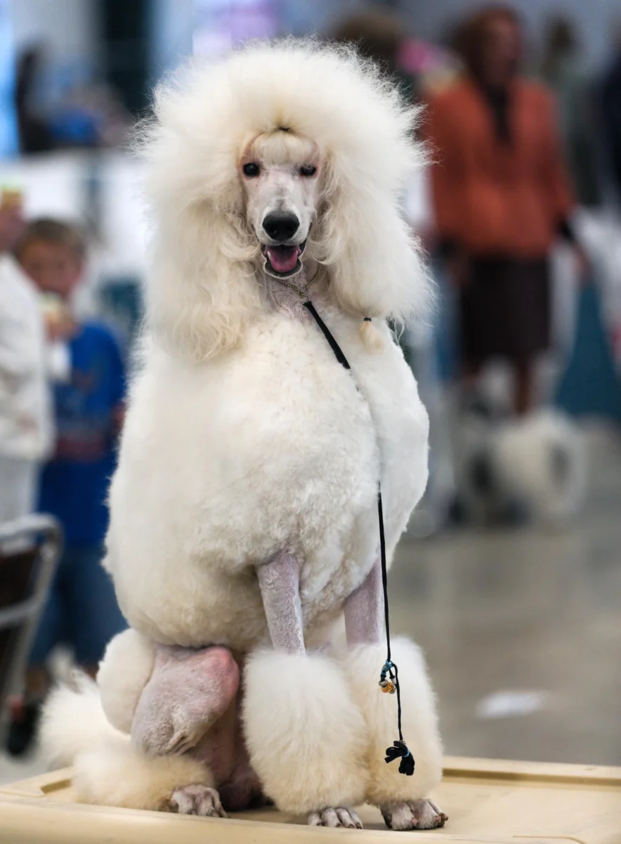 Caniche – race de chien