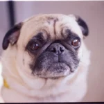 Carlin – race de chien