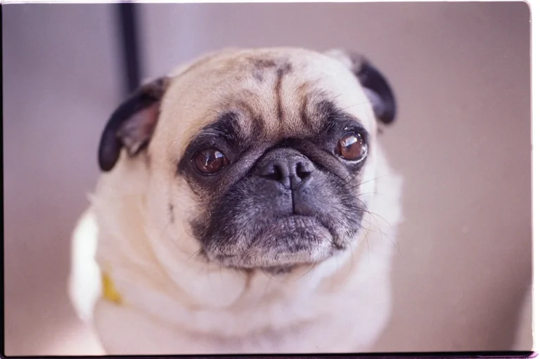 Carlin – race de chien
