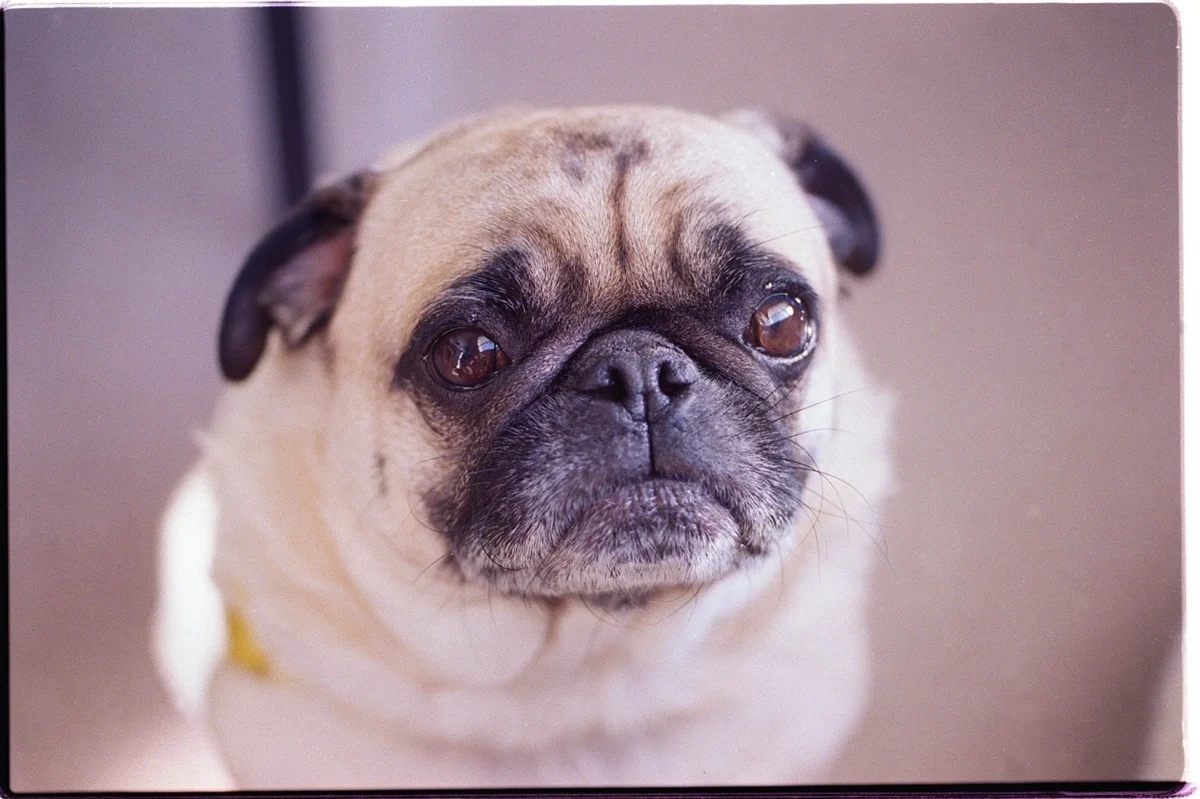 Carlin – race de chien