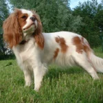 Cavalier King Charles Spaniel – race de chien