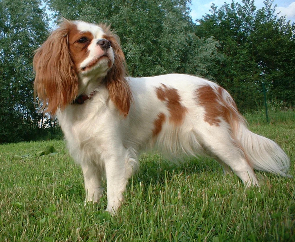 Cavalier King Charles Spaniel – race de chien