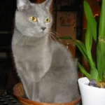 Chartreux – race de chat