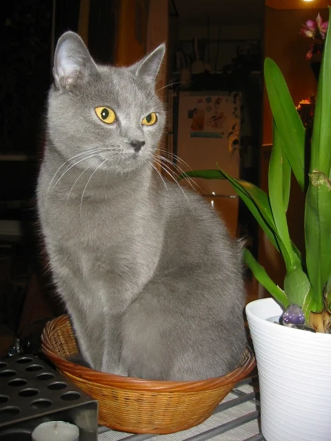 Chartreux – race de chat