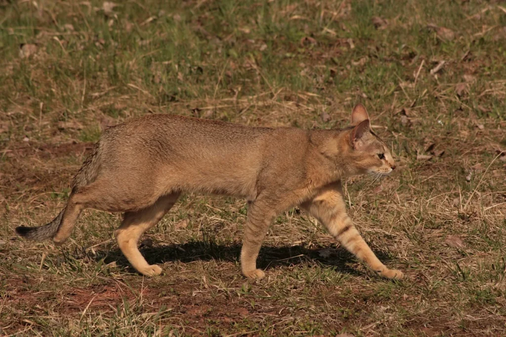 Chausie – race de chat