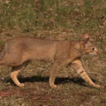 Chausie – race de chat