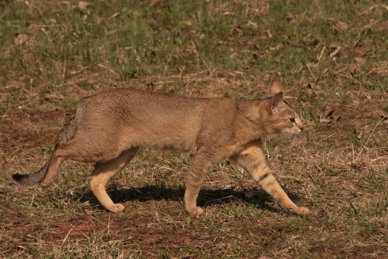 Chausie – race de chat