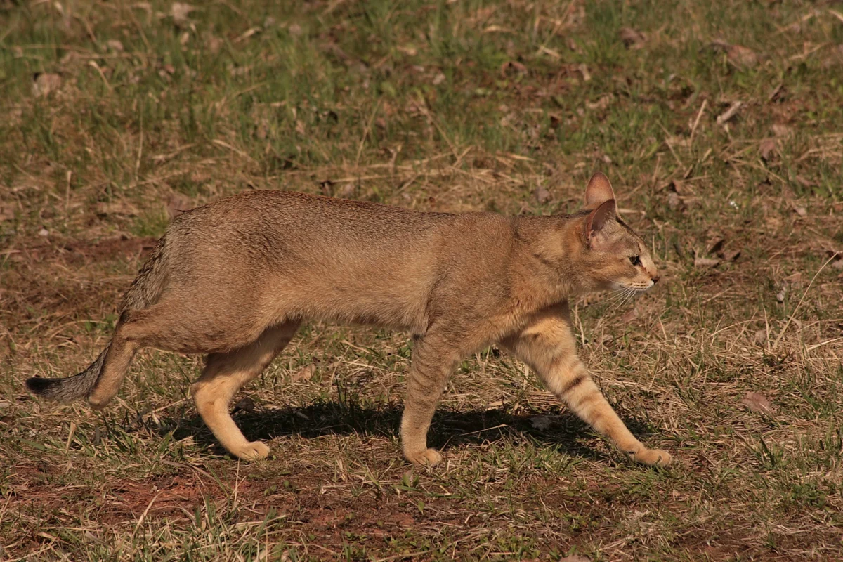 Chausie – race de chat