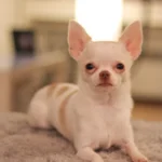 Chihuahua – race de chien