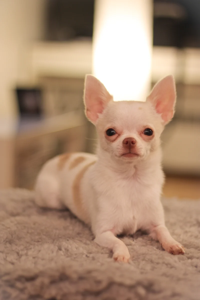 Chihuahua – race de chien