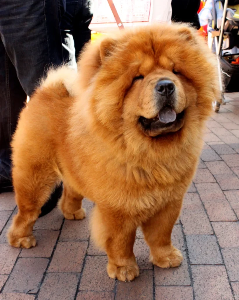 Chow-Chow – race de chien