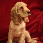 Cocker anglais – race de chien
