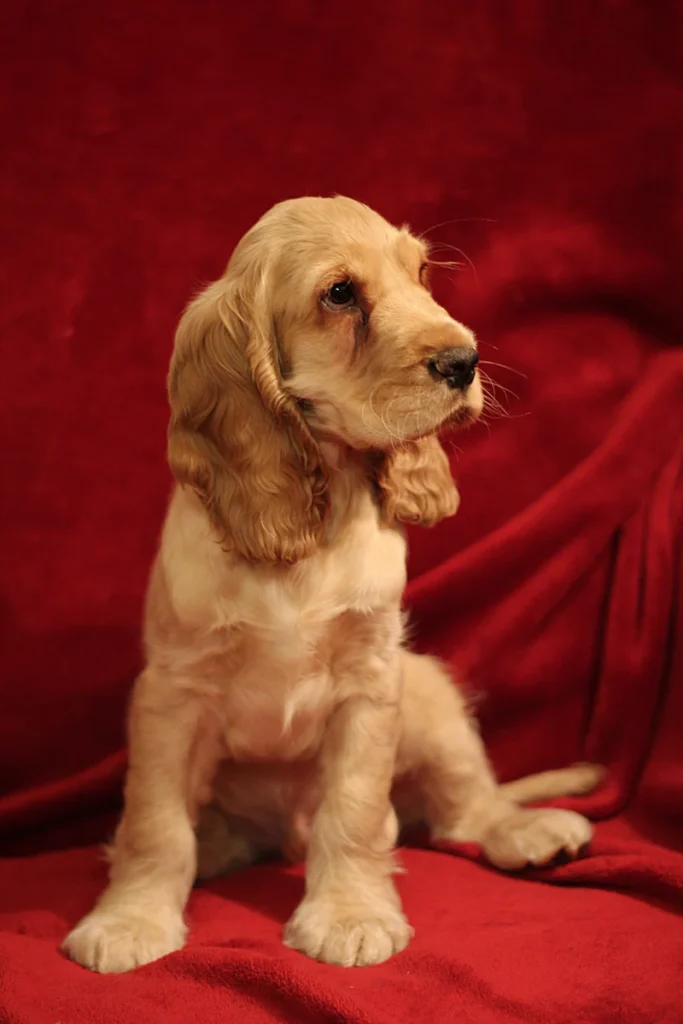 Cocker anglais – race de chien