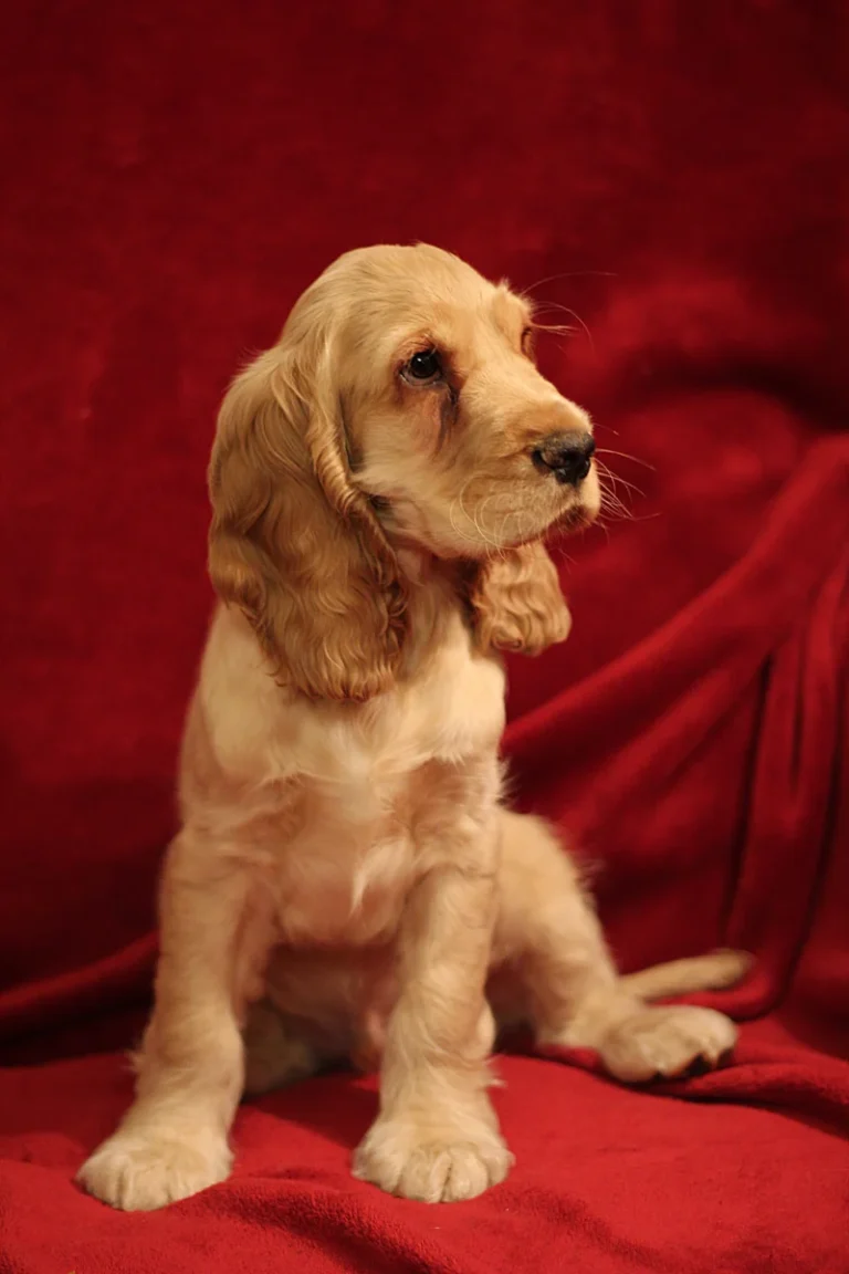 Cocker anglais – race de chien