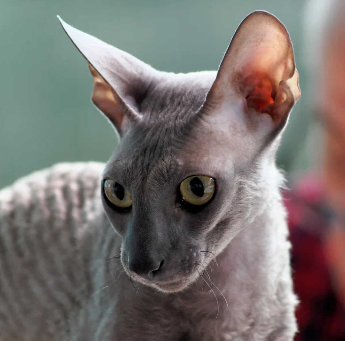 Cornish Rex – race de chat