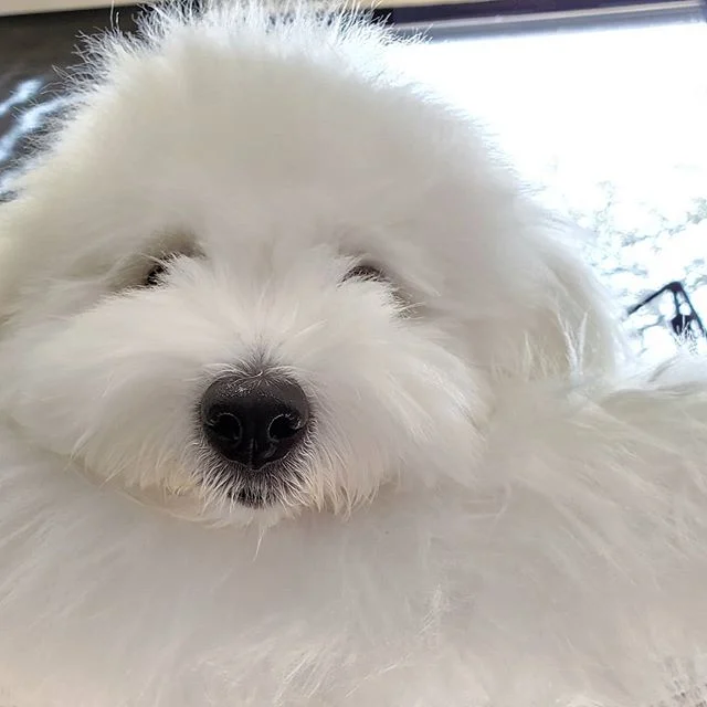 Coton de Tuléar – race de chien