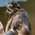 Cymric – race de chat