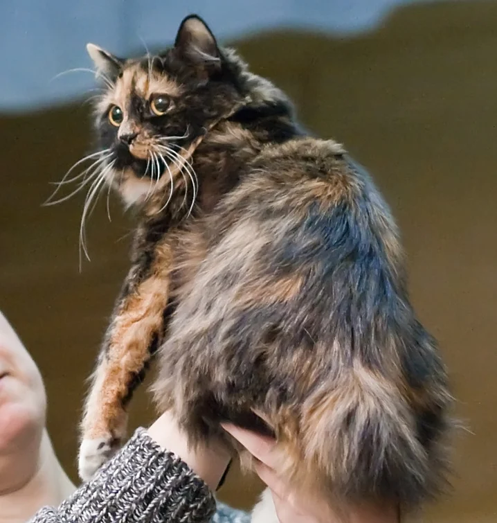 Cymric – race de chat
