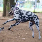 Dalmatien – race de chien