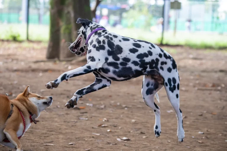 Dalmatien – race de chien