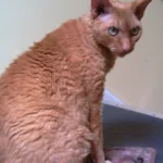 Devon Rex – race de chat