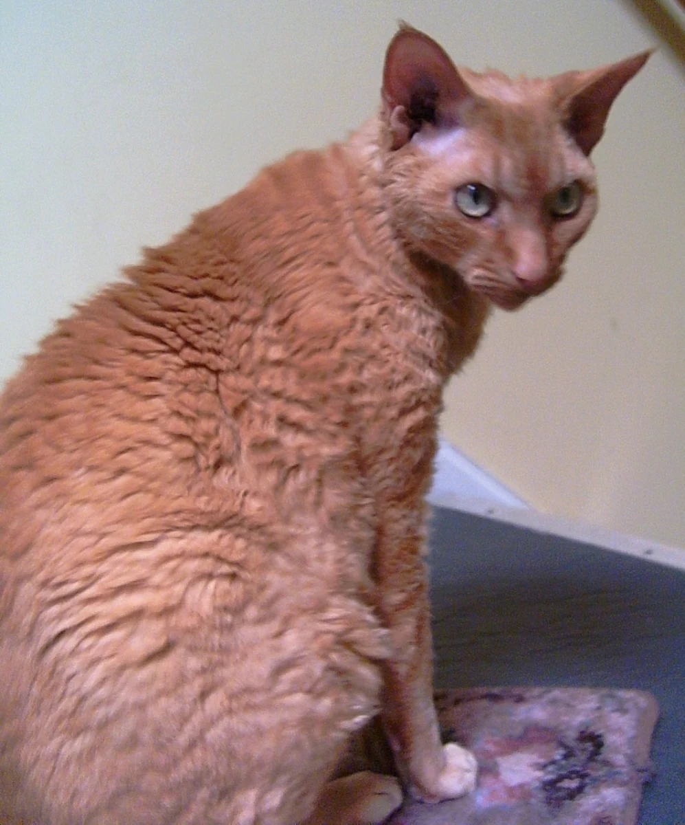 Devon Rex – race de chat