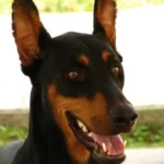 Dobermann – race de chien