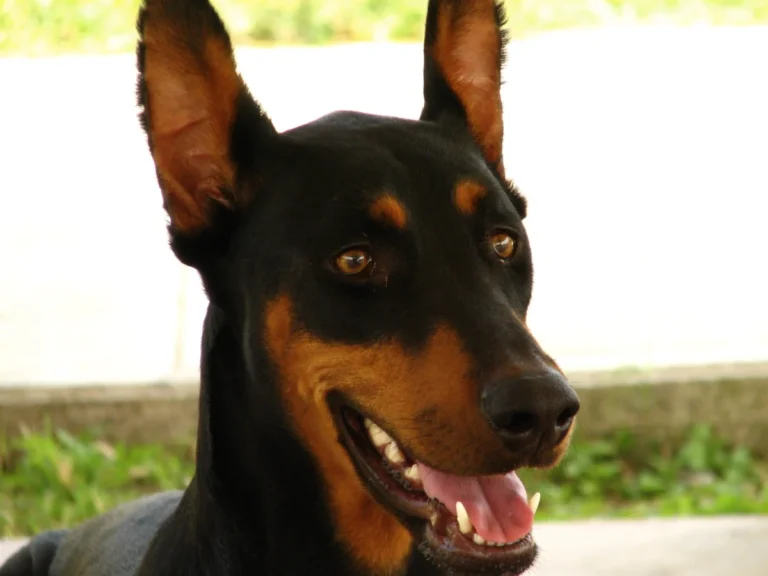 Dobermann – race de chien