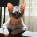 Egyptian Mau – race de chat
