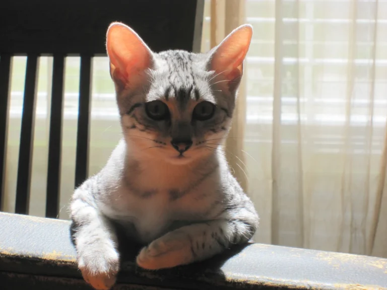 Egyptian Mau – race de chat
