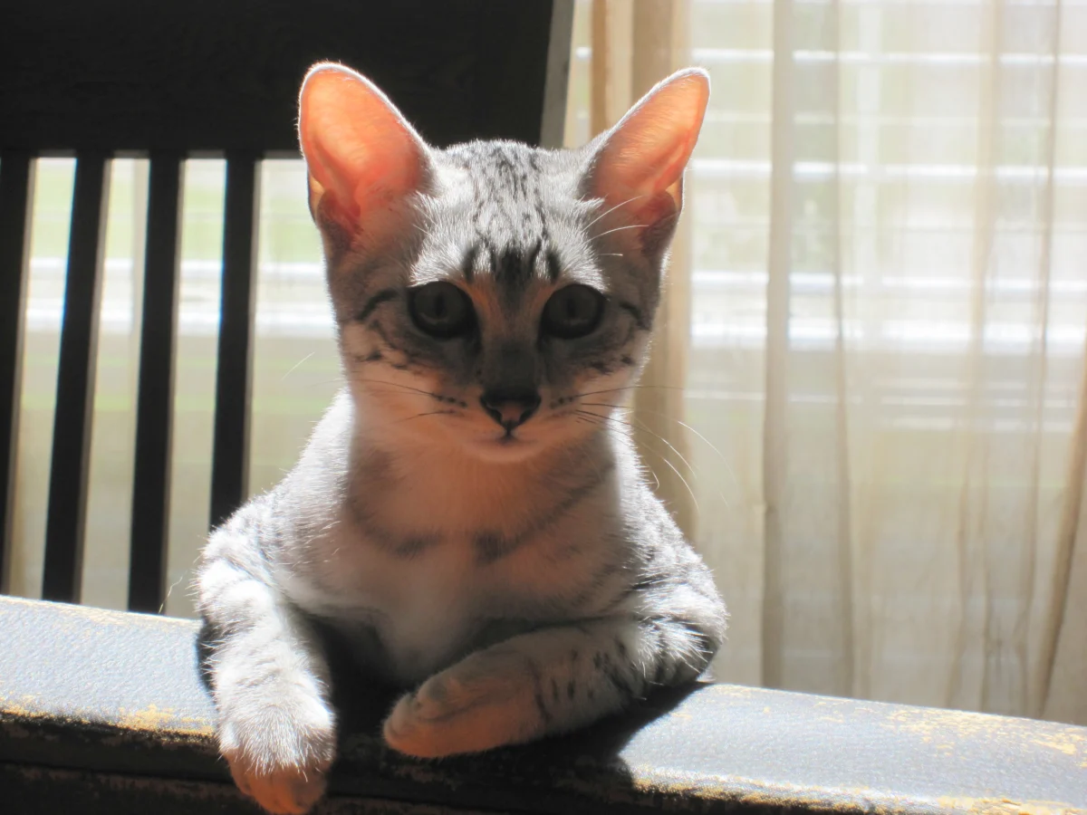 Egyptian Mau – race de chat