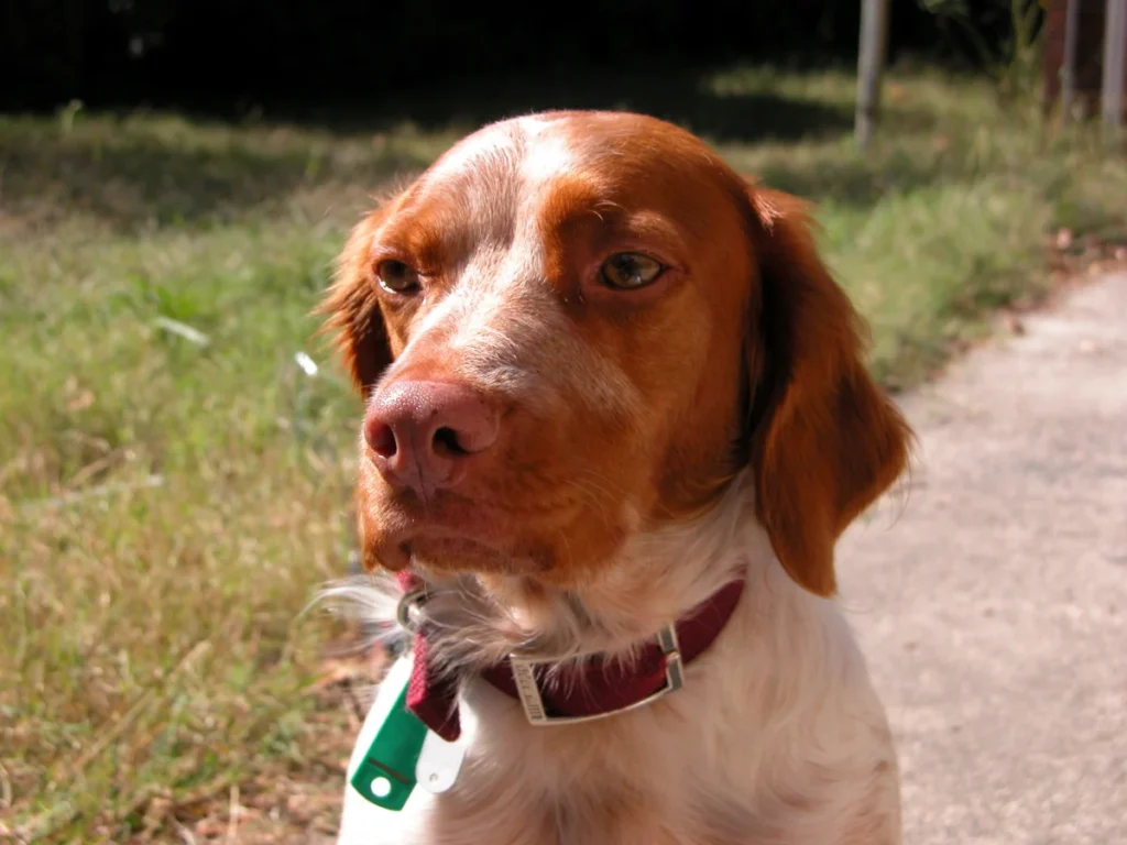 Épagneul breton – race de chien