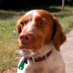 Épagneul breton – race de chien