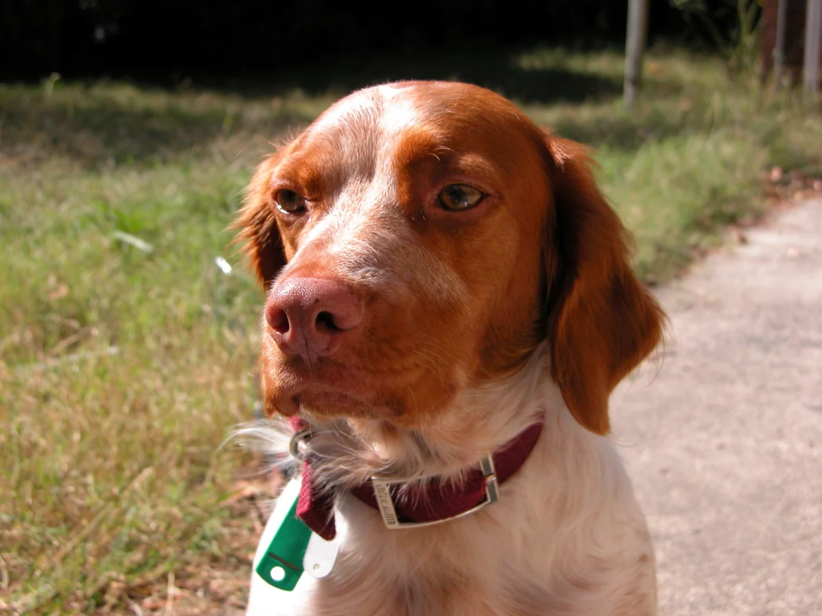 Épagneul breton – race de chien