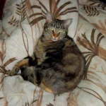 European Shorthair – race de chat