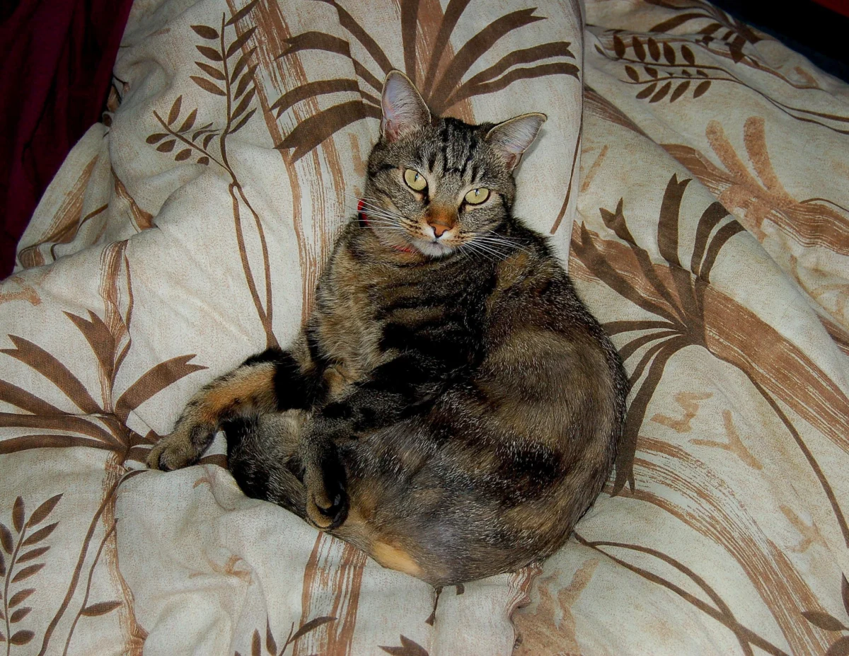 European Shorthair – race de chat