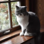 Exotic Shorthair – race de chat